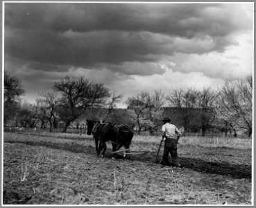 El Cerrito, San Miguel County, New Mexico. The staple crops in El Cerrito are corn, beans and alfal . . . - NARA - 521205