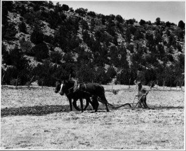 El Cerrito, San Miguel County, New Mexico. The staple crops in El Cerrito are corn, beans and alfal . . . - NARA - 521209