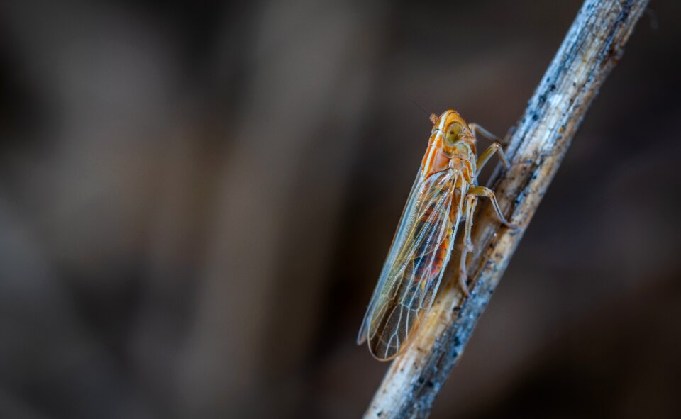 Insect nature for ordinary high rot leafhopper