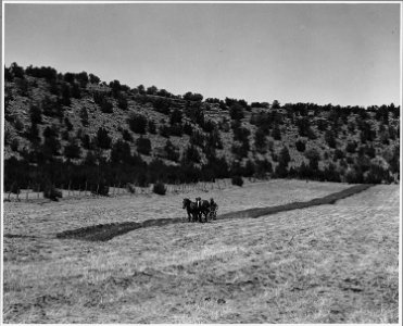El Cerrito, San Miguel County, New Mexico. The staple crops in El Cerrito are corn, beans and alfal . . . - NARA - 521208