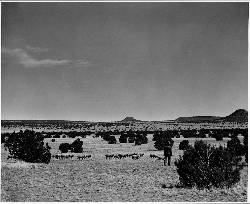 El Cerrito, San Miguel County, New Mexico. The staple crops in El Cerrito are corn, beans and alfal . . . - NARA - 521213