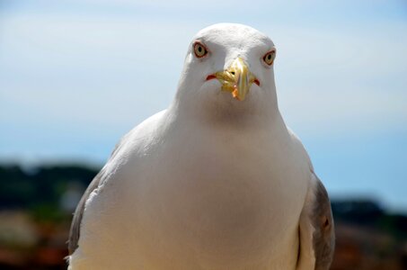 Seagull bird rome photo