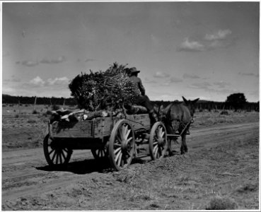 El Cerrito, San Miguel County, New Mexico. People try everything they can think of to make a little . . . - NARA - 521233