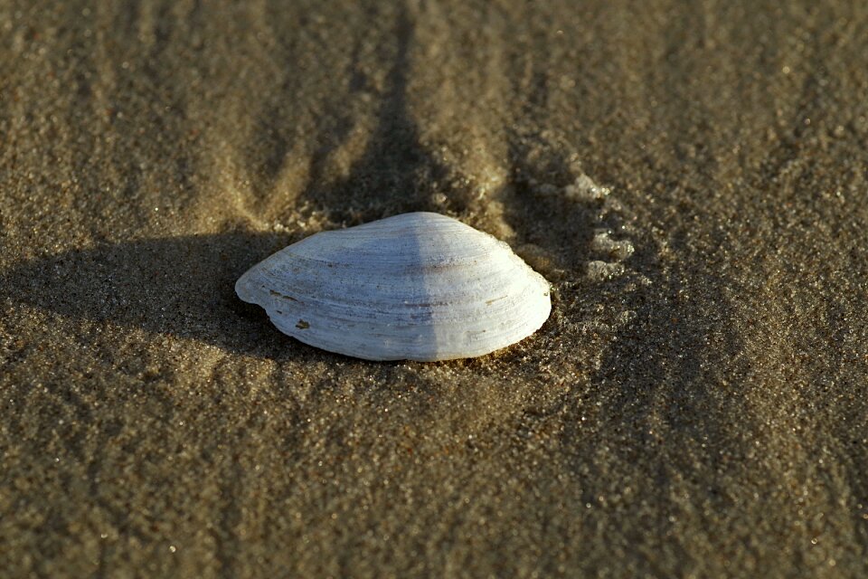 Limestone beach sand