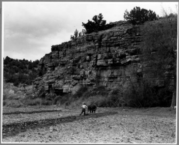 El Cerrito, San Miguel County, New Mexico. The staple crops in El Cerrito are corn, beans and alfal . . . - NARA - 521206
