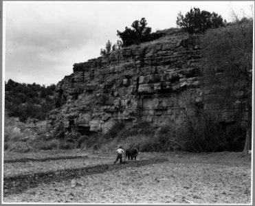 El Cerrito, San Miguel County, New Mexico. The staple crops in El Cerrito are corn, beans and alfal . . . - NARA - 521207