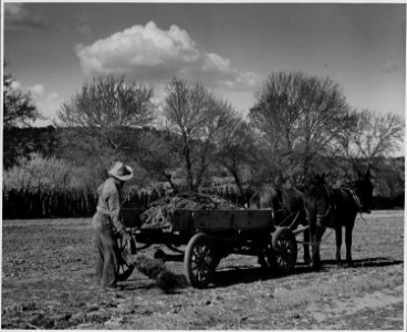 El Cerrito, San Miguel County, New Mexico. The staple crops in El Cerrito are corn, beans and alfal . . . - NARA - 521210