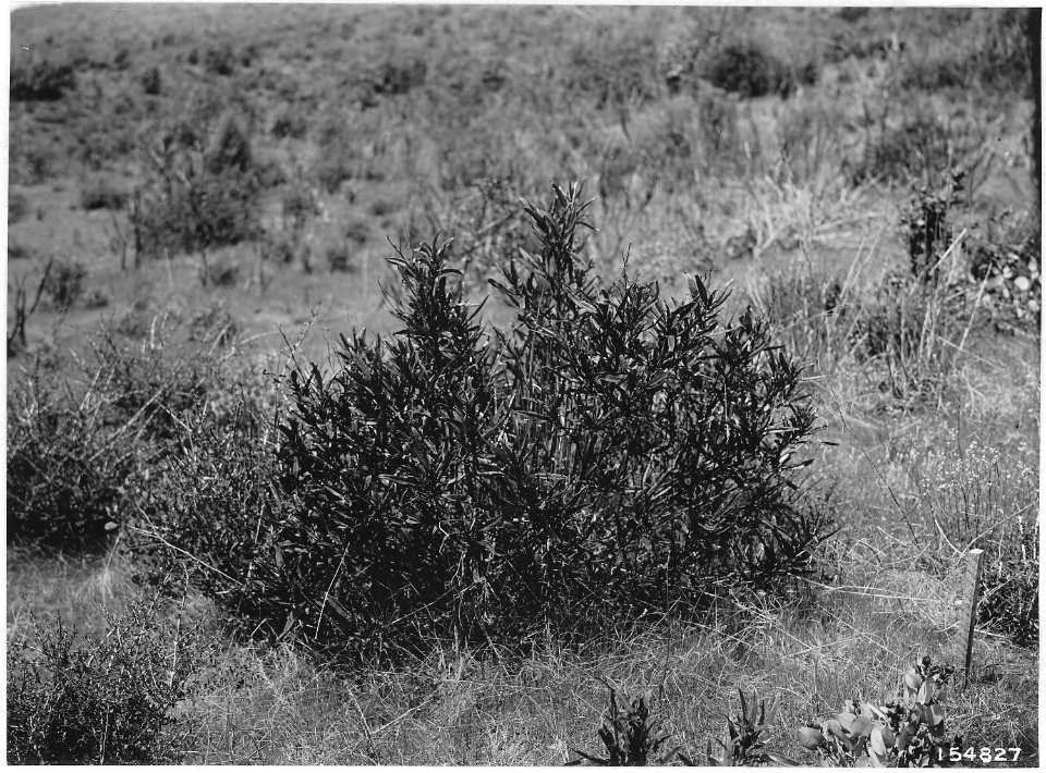Eriodictyon Glutinosum (Yerba Santa or Mount Balm) Matney Gulch Exp. Area, Crater, Oregon, 1920. - NARA - 299129