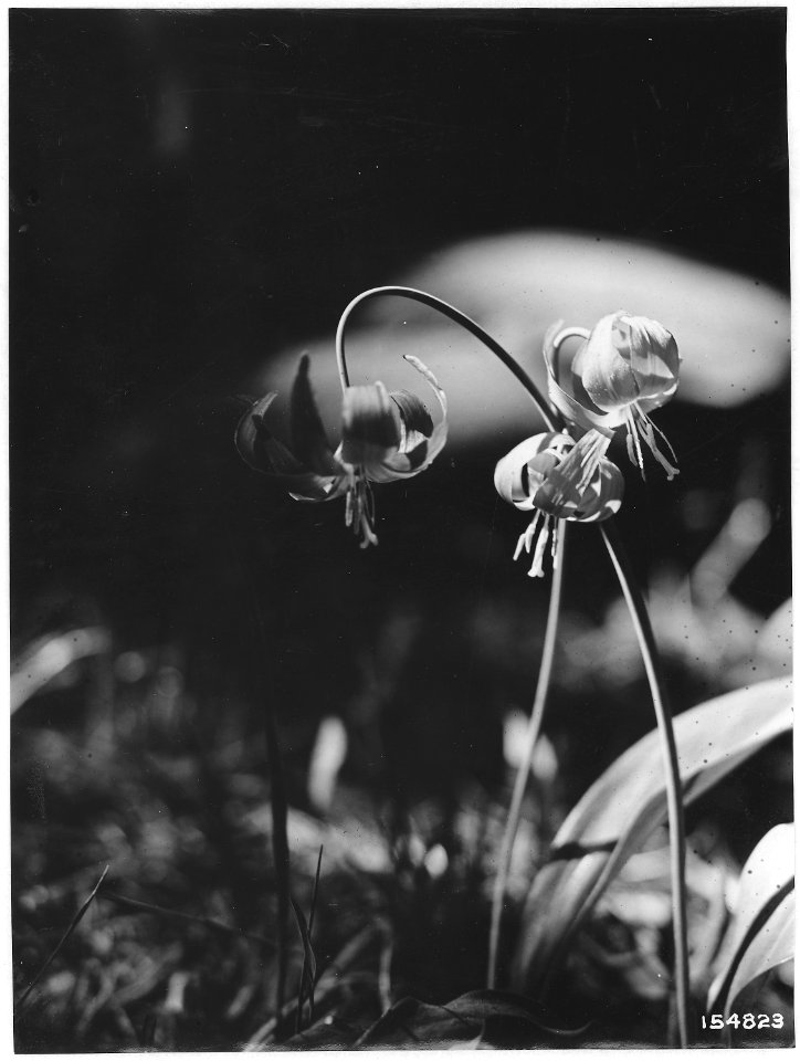 Erythronium Parviflorum (Dog Tooth Violet), Umatilla, Oregon. 1920. - NARA - 299128