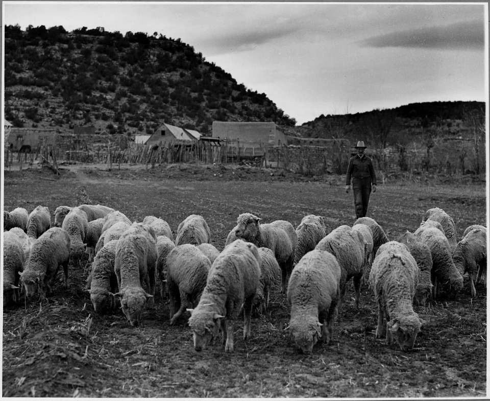 El Cerrito, San Miguel County, New Mexico. The staple crops in El Cerrito are corn, beans and alfal . . . - NARA - 521212