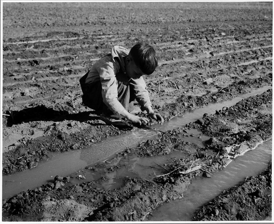 El Cerrito, San Miguel County, New Mexico. The staple crops in El Cerrito are corn, beans and alfal . . . - NARA - 521204