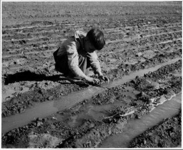 El Cerrito, San Miguel County, New Mexico. The staple crops in El Cerrito are corn, beans and alfal . . . - NARA - 521204