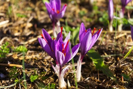 Flowers of saffron fall spice photo