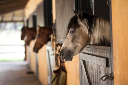 Stallion animal cute
