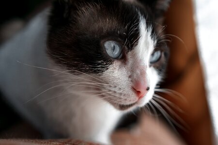 Cat portrait kitten photo