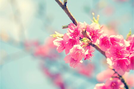 Japanese cherry nature spring