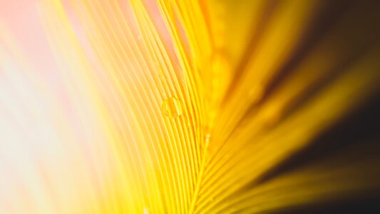 Bright feather wallpaper