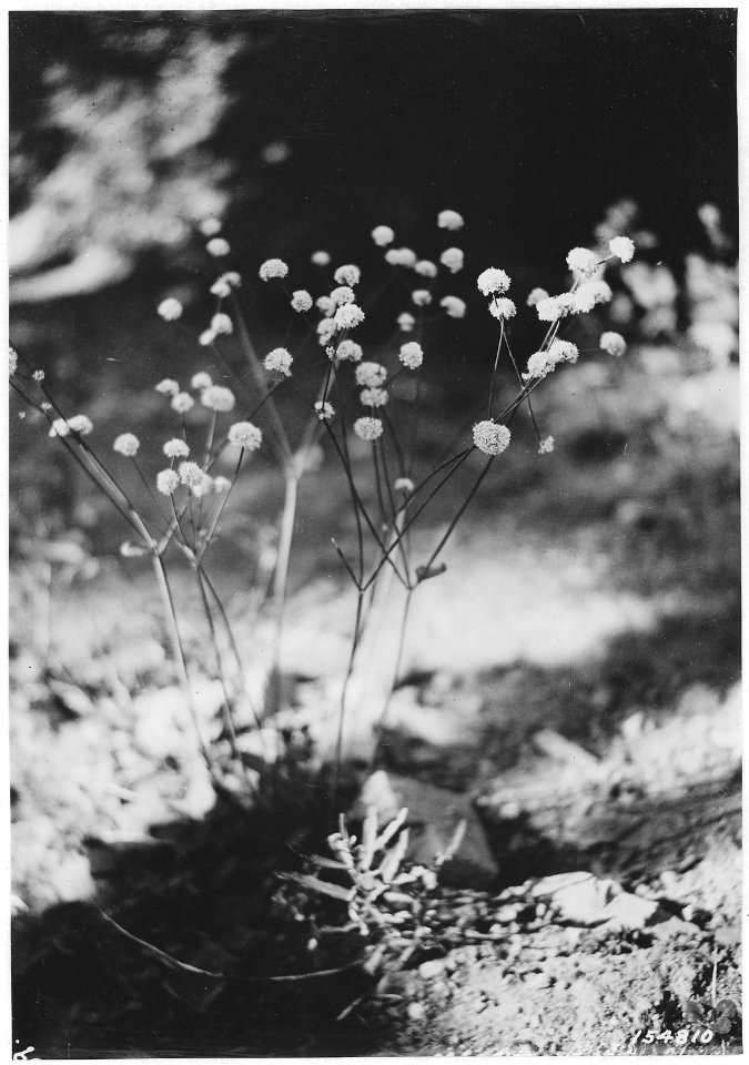 Eriogonum, Bohemia, Umpqua, Oregon, 1920 - NARA - 299121