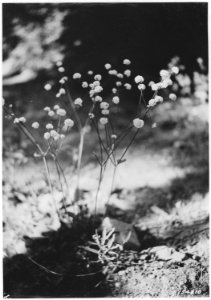 Eriogonum, Bohemia, Umpqua, Oregon, 1920 - NARA - 299121