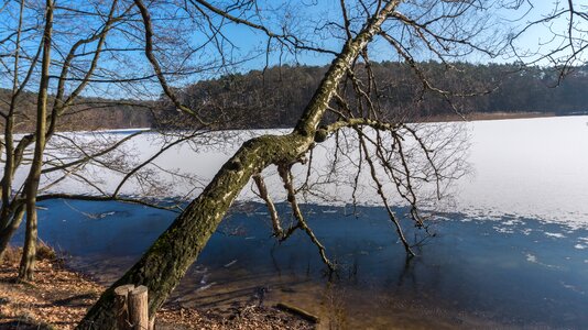 Winter wood ice photo