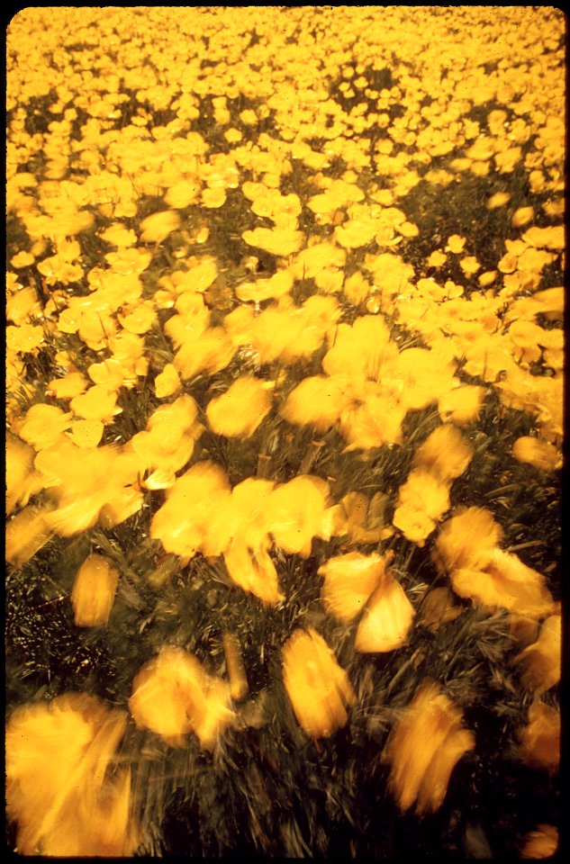 FIELD OF YELLOW POPPIES BLOWING IN THE WIND IN LOMPOC, WHERE MANY OF THE WORLD'S FLOWER SEEDS ARE - NARA - 542704