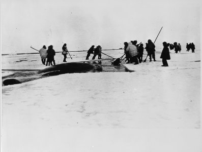 Eskimos harpooning a whale, Point Barrow, Alaska, 1935. - NARA