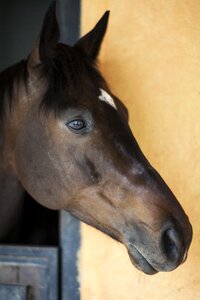 Stallion animal cute
