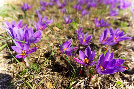 Flowers of saffron fall spice