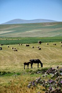 Horse landscape farm photo