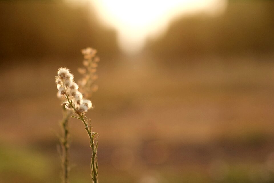 Sunlight nature outdoor
