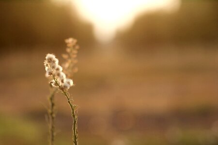 Sunlight nature outdoor