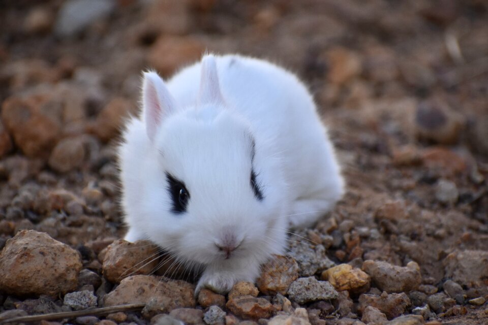Cute animal wildlife