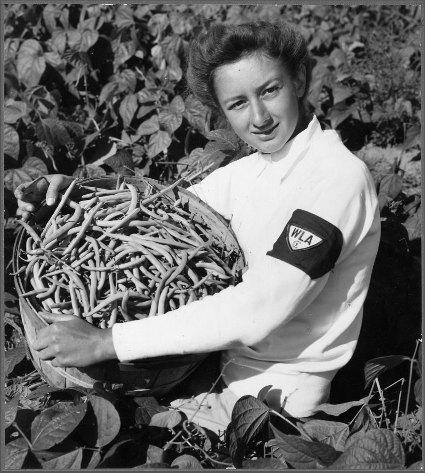 Elaine Norwich, WLA (Women's Land Army) girl from Fall River, Massachusettes, showing bushel of beans she has just... - NARA - 512803