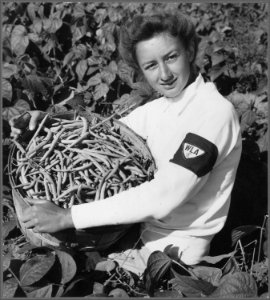 Elaine Norwich, WLA (Women's Land Army) girl from Fall River, Massachusettes, showing bushel of beans she has just... - NARA - 512803