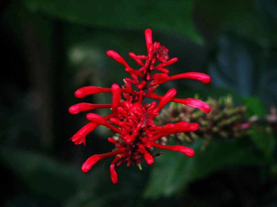 Plants flora red