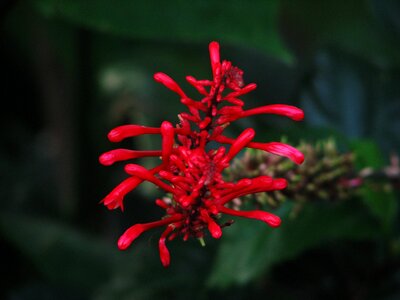 Plants flora red photo