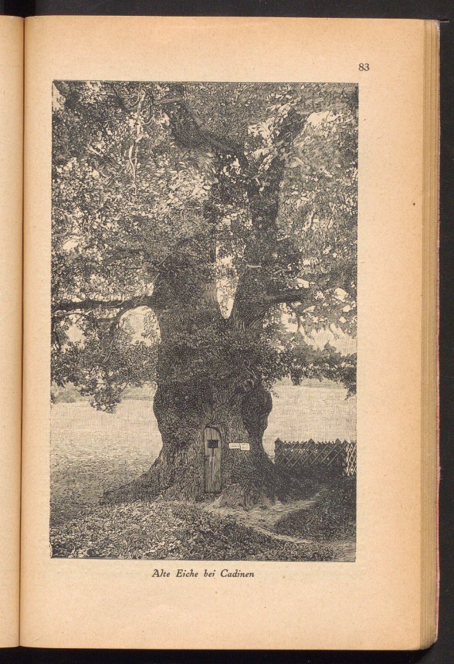 Elbing - illustrierter Fuhrer 1925 (93804147)