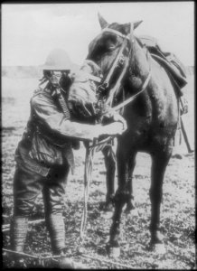 Gas masks for man and horse demonstrated by American soldier, circa 1917-18., 1918 - 1919 - NARA - 516483