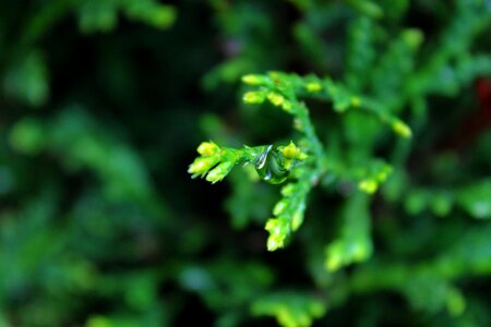 Green plant drop photo