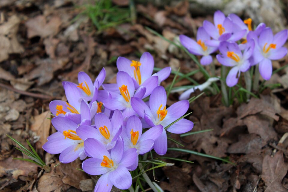 Season petal macro