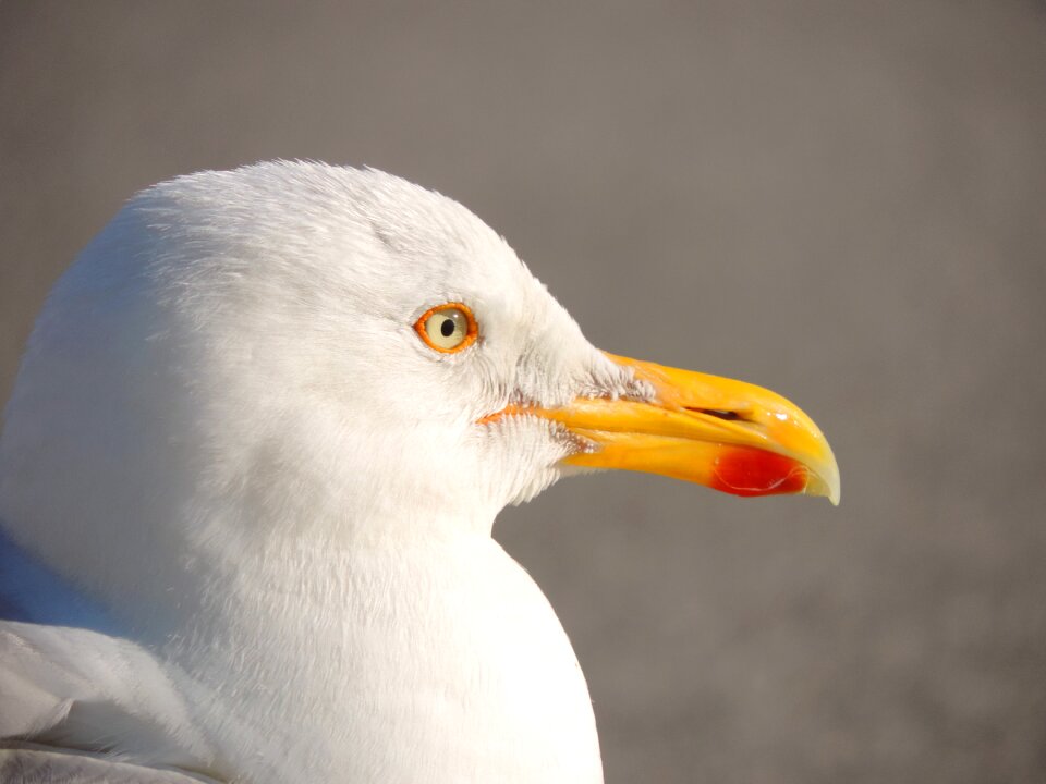 Water bird close up sea