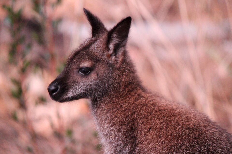 Marsupial nature portrait