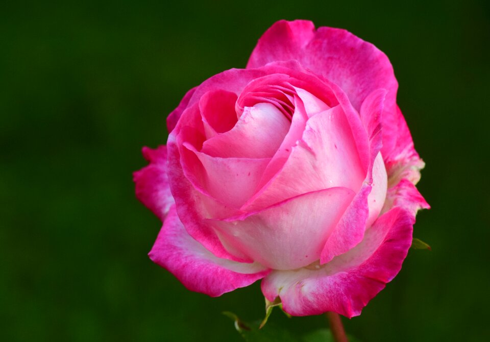Rose bloom blossom bloom