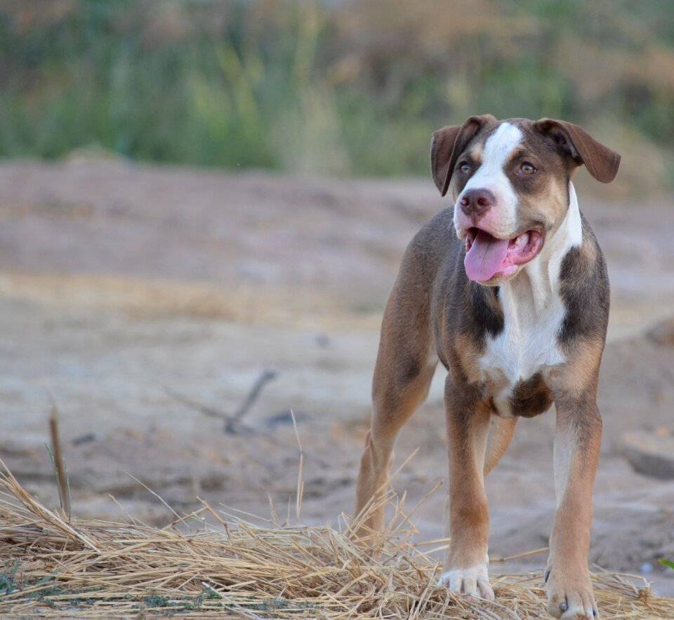 Animal pet cute