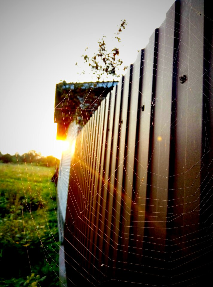Spider web ray dawn