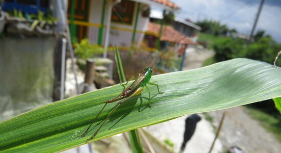Insect jumper grasshopper
