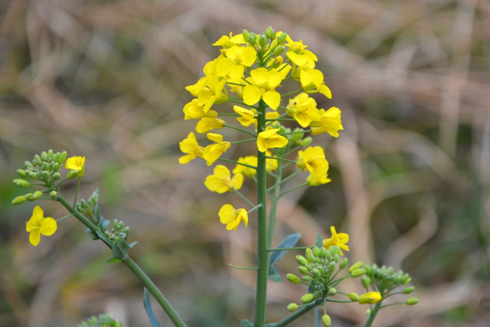 Culture nature plant