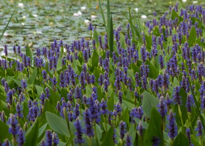 Plant aquatic pontederie