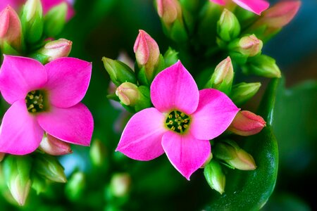 Flower kalanchoe meaty
