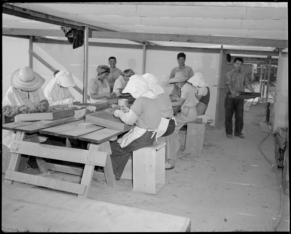 Gila River Relocation Center, Rivers, Arizona. A group of volunteer workers setting plants in a box . . . - NARA - 538643